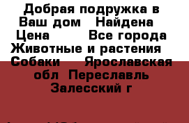 Добрая подружка,в Ваш дом!!!Найдена › Цена ­ 10 - Все города Животные и растения » Собаки   . Ярославская обл.,Переславль-Залесский г.